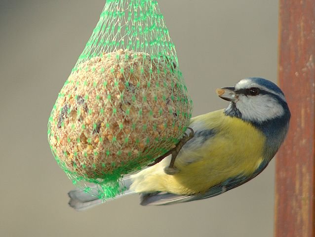 Blue Tit feeding on a suet cake